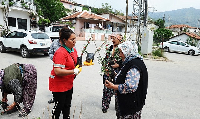 Karşıyaka Belediyesi’nden Sancaklı’ya Zeytin Fidanı Dağıtımı 1 karsiyaka belediyesinden sancakliya zeytin fidani dagitimi ZH8DACN7